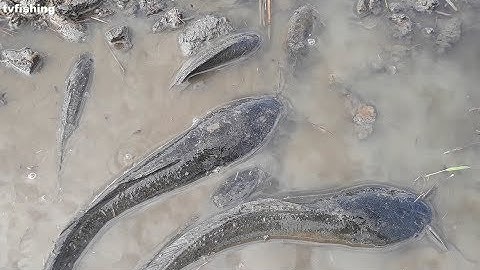 Bắt cá rô, cá lóc lên ruộng sau những ngày mưa nhiều | Catch perch, snakehead fish on the field