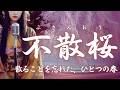 【日本の祈り歌】『不散桜（ふさんおう）』– 永遠の春は、救いか呪いか。｜古風｜和風｜祈り｜神話｜