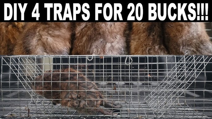 6 Duke #1 Coil Spring Traps (Trapping Supplies Raccoon Mink Muskrat  Nuisance)
