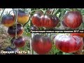 Лекция (Часть I) Презентация новых сортов томатов 2017 года
