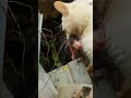 The mother cat bravely rescued her kittens