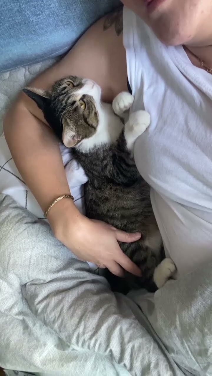Top des vidéos très mignon petit chaton