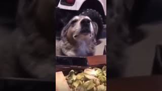 Kemençe Sesi Ne Eşlik Eden Köpek