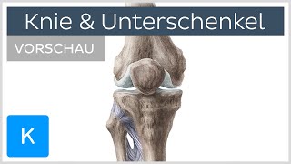 Knie und Unterschenkel - Aufbau und Funktion (Vorschau) | Kenhub