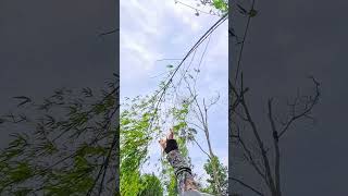 Slingshot Hunting birdshunting huntingbirds short america na