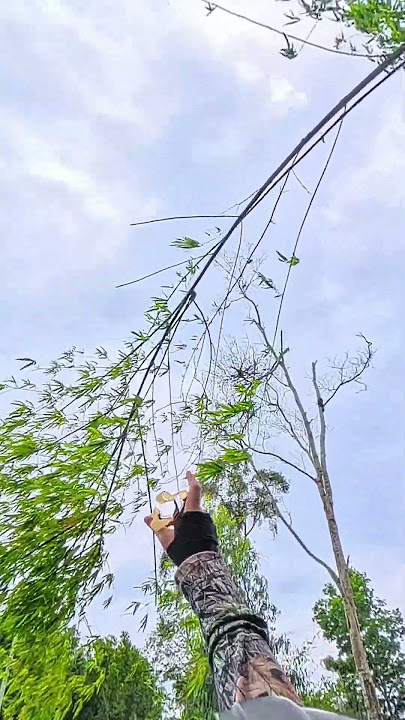 Slingshot Hunting #birdshunting #huntingbirds #short #America #na