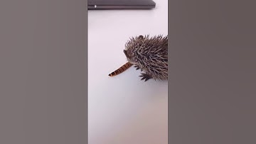 Kyle Thomas 💙 HE ATE MY PET WORM 😭 #kylethomas #shorts