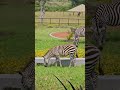 Lalashe Mara Ripoi Camp Lawn Upkeep Wildlife ShortsAfrica Lalashe Mara Ripoi Camp Lawn Upkeep Wildlife ShortsAfrica