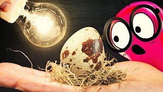 EXPÉRIENCE : Incubation artificielle d’œufs de supermarché !