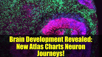 Brain Development Revealed: New Atlas Charts Neuron Journeys!