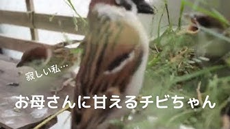 可愛い小鳥 Youtube
