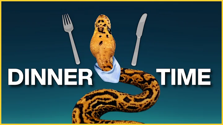 5 Feeding Tips Every Ball Python Keeper MUST Know!