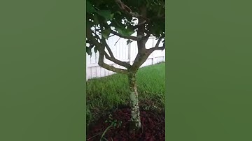 Located Carpenter ants nesting in citrus tree.