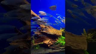 整列してるお魚さんたち🐟