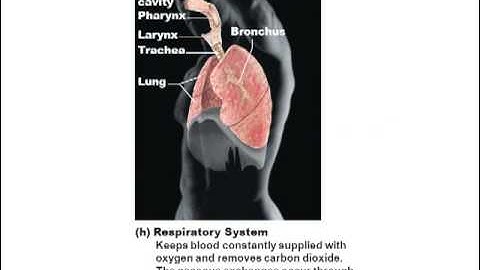 Section 1 Lecture 1 Intro A&P