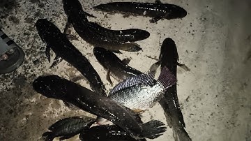 Đặc 11 cái lờ dính 11 con cá lóc đồng chính hiệu đã thật