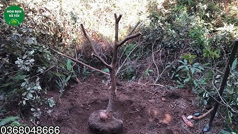 Bán phôi sim rừng dáng 1 thân tay cành đẹp.Hoa bạn và tôi