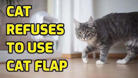 How Do I Get My Cat To Go Through The Cat Flap?