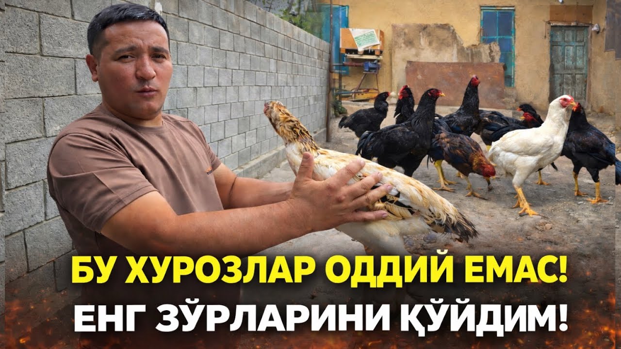 ҚАЙСИ БИРИ ЭНГ КУЧЛИ? УЙДАГИ ЗЎР ХУРОЗЛАР!ТУЛИК ВИДЕО
