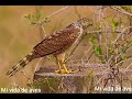 peuquito sonido (Accipiter bicolor) mí vida de aves 🦅🦅:-)