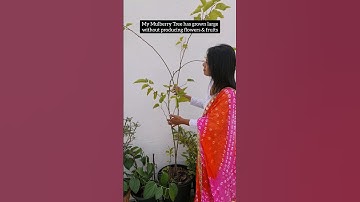 When to Prune a Mulberry Tree🌿 #fruit #shorts #youtubeshorts