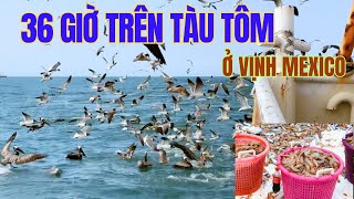 36 Giờ Trên Tàu Tôm Người Việt Vùng Vịnh Mexico