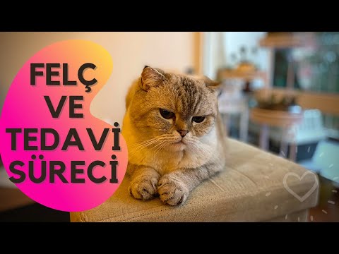 Video: Kedilerde Felç