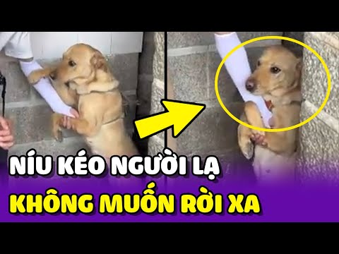 Video: Quà tặng tốt nhất cho bạn trai yêu chó