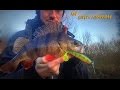 Lure fishing - Perch &amp; Pike All the action!