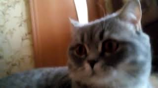Бешенство кота Бешенство кота
