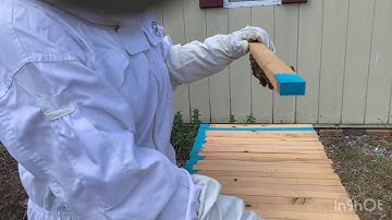 Installing a New Queen Bee in a Top Bar Hive