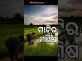 Emiti kala bauda.. Odia what's app status song... Mp3 Song