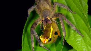 This Wandering Spider Eats a Tree Frog