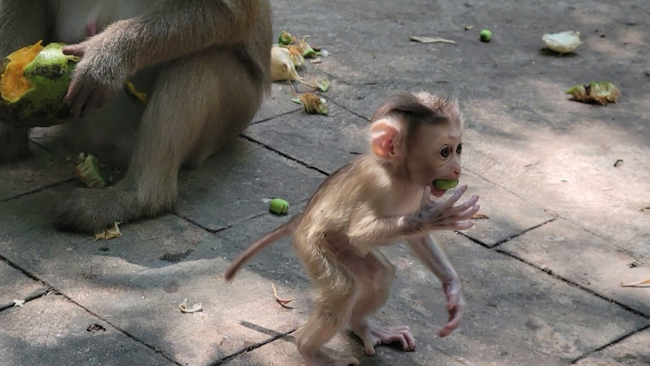 Wonderful Reaction and Cute, Beautiful Baby monkey Rina play around mom @Protect Monkeys💗🐵💛