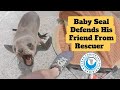 Baby Seal Defends his Friend from Rescuer