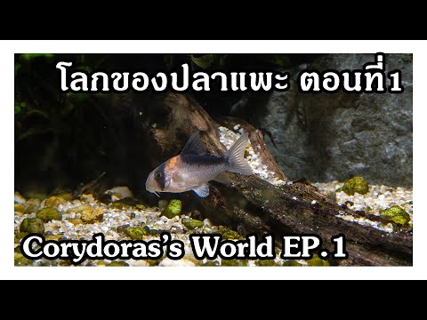 โลกของปลาแพะ ตอนที่ 1 Corydoras's world EP.1
