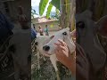 [Pemulihan] Penyuntikan antibiotik pada sapi tidak mau makan (demam)  #animals #shorts #sapi