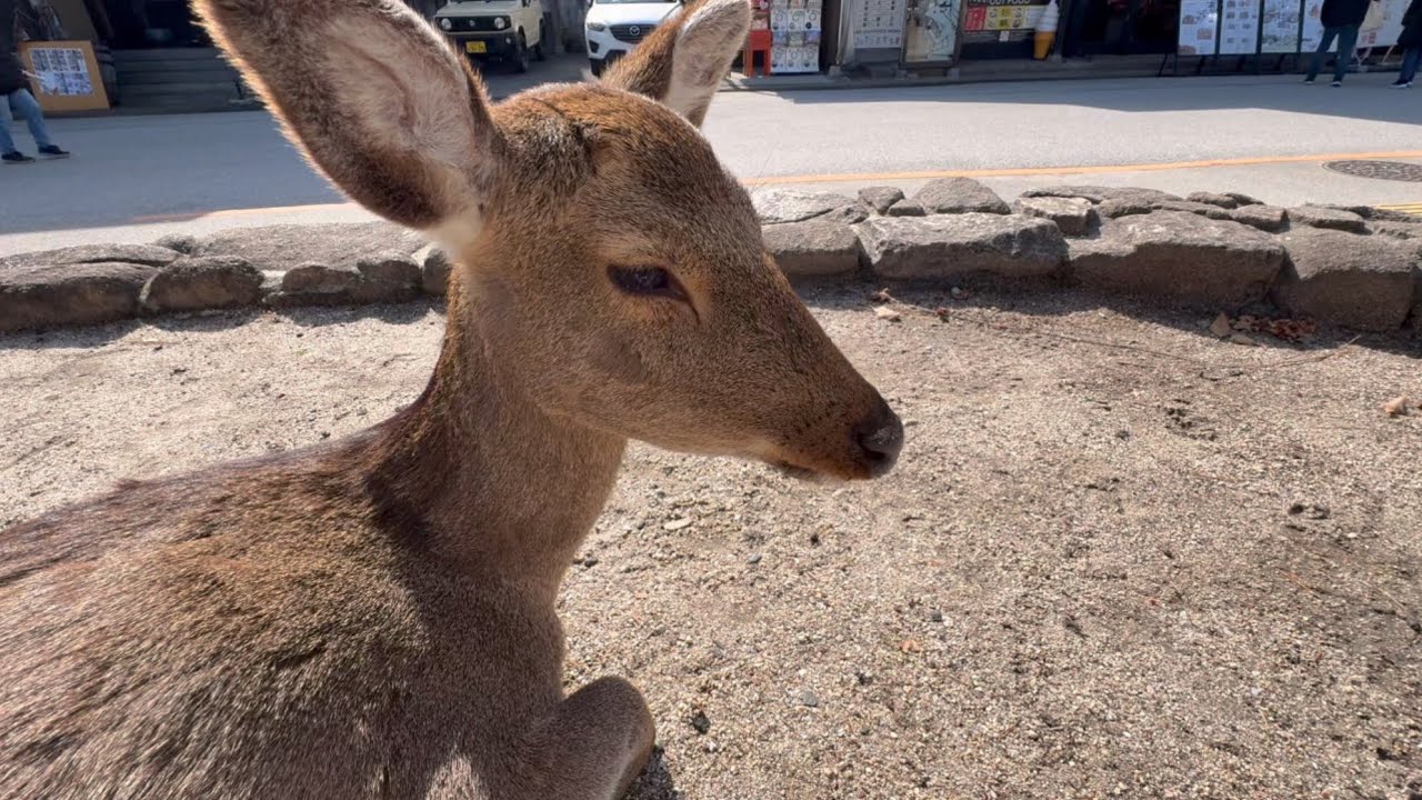 개학 3일전 히로시마