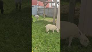 sheep and goat in the yard eating the green grass close by toronto canada may 2026
