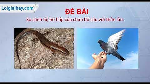 So sánh ho hap bồ câu và thằn lằn