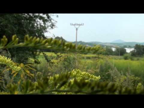 Video: Repka: Liečivá Bylina, Nielen Burina