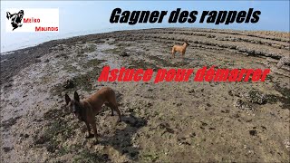 Rappel face à un autre Chien : Astuce !!!