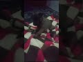 جرو مضحك يصدر صوت مضحك انه شرس شاهد مادا يفعل جرو مضحك يصدر صوت مضحك انه شرس شاهد مادا يفعل