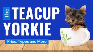 видео: Йоркширские терьеры (Teacup Yorkies) — цена, уход и где купить картинка: Йоркширские терьеры (Teacup Yorkies) — цена, уход и где купить