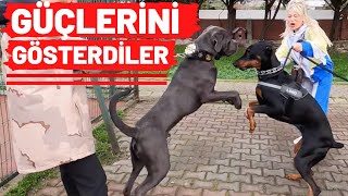 Cane Corso Vs Doberman