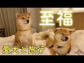 愛犬と行く函館旅行！センチュリーマリーナ函館に豆柴姉弟と宿泊してきた