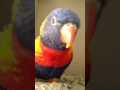 Rainbow lorikeets playing, whistling and dancing