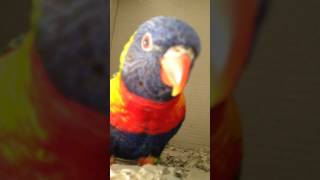 Rainbow lorikeets playing, whistling and dancing