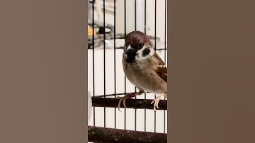 Masteran Burung Gereja Tarung Nyerecet Panjang Jernih Mudah Ditiru | Kicau Tembak