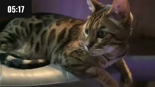 11 Minute Video Of My Cat